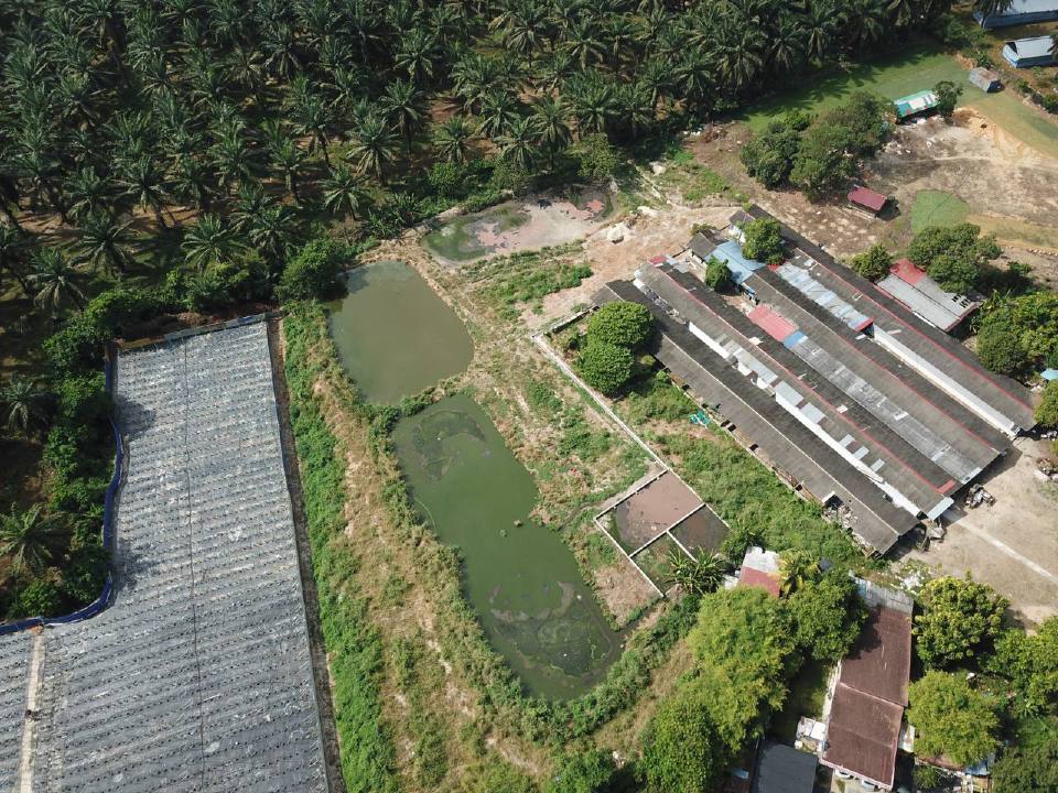 Ladang babi Pulau Pinang lepaskan sisa ternakan ke Sungai Kulim 1 image
